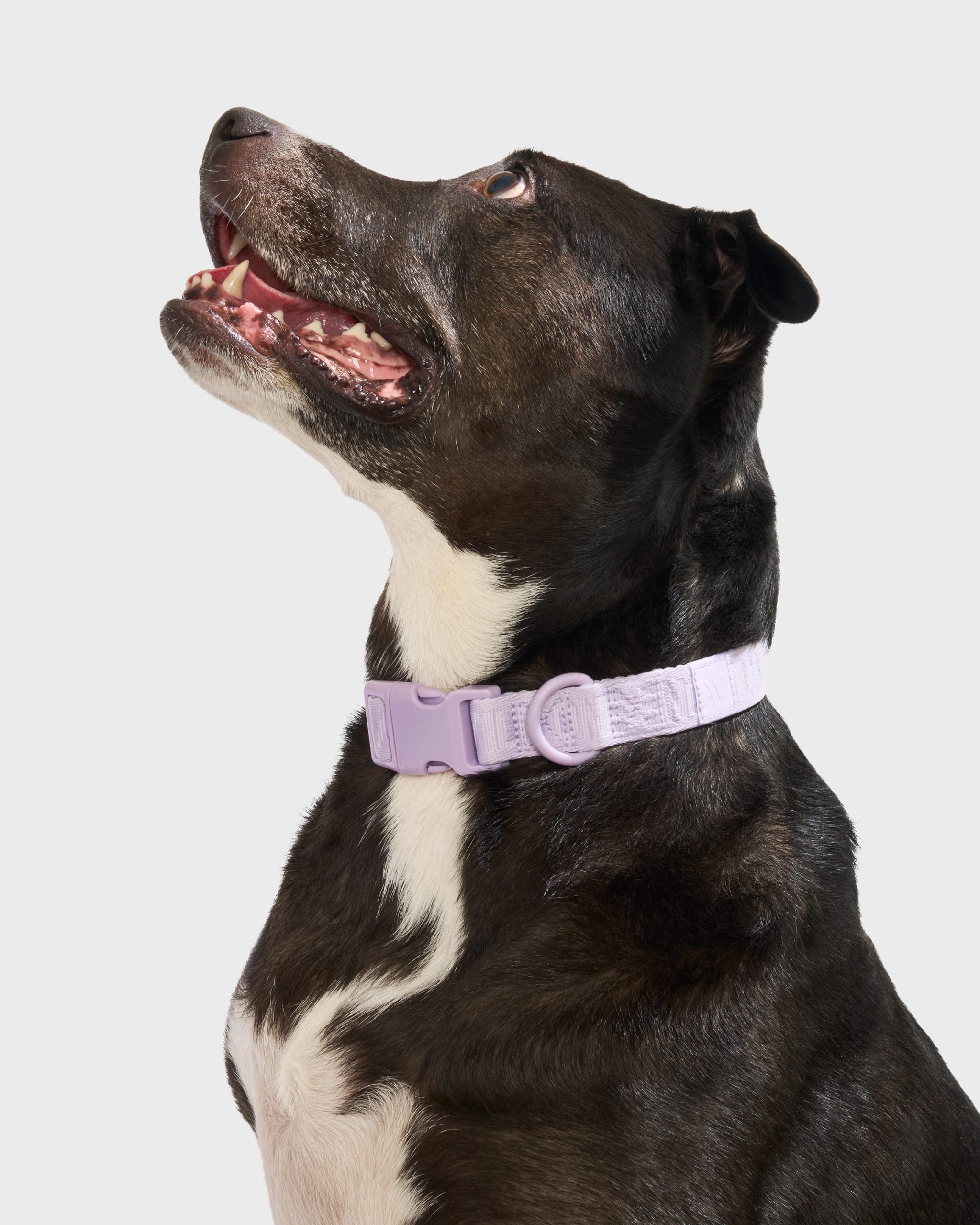 WO_VM_AirCollar_Lilac_L_Dog_PDP_02_4x5_Web_4afd5d02-674f-462e-89dd-0103bf7e2092.jpg