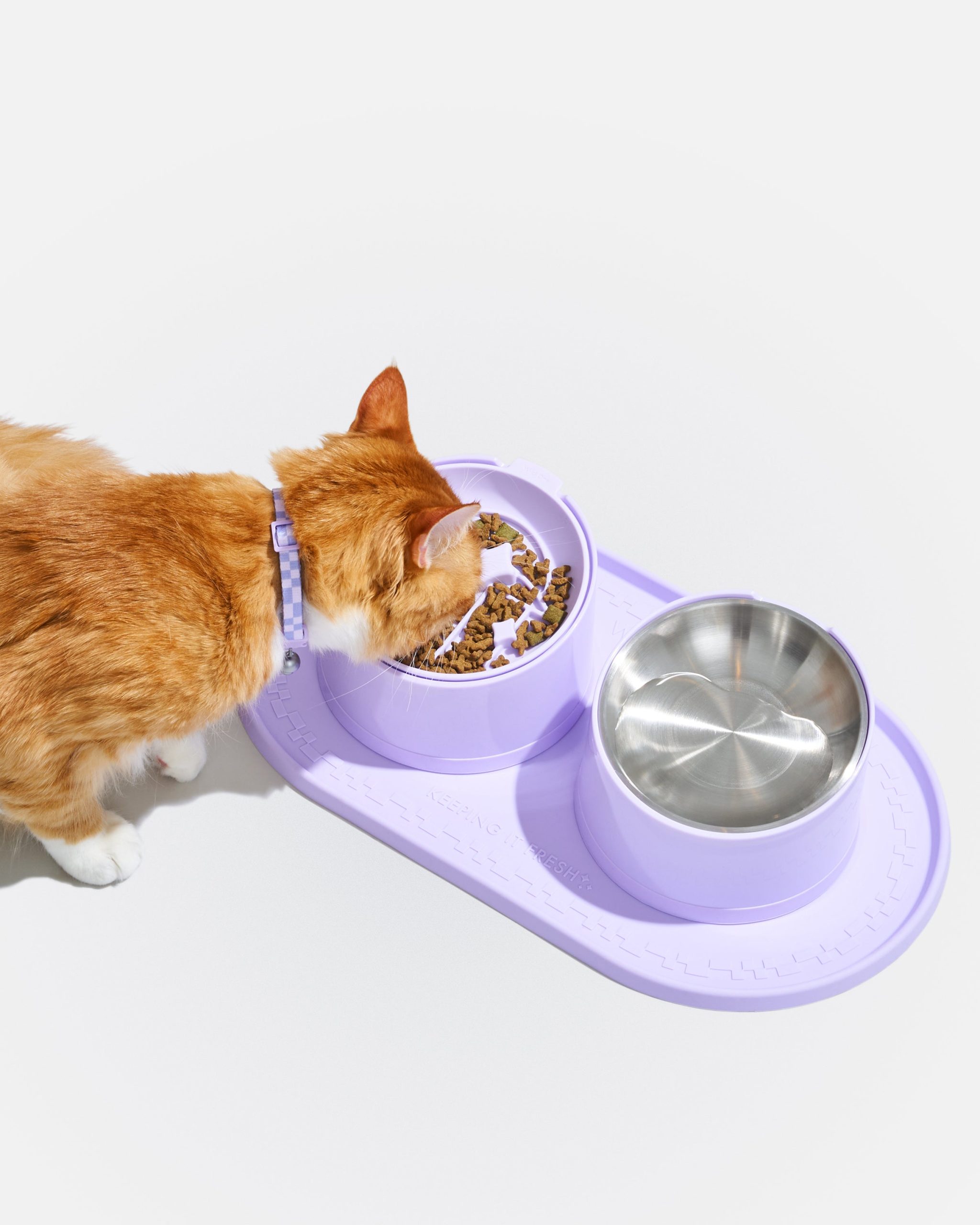 WO_VM_Cat_BowlKit_Lilac_OnCat_PDP_01_4x5_Web.jpg