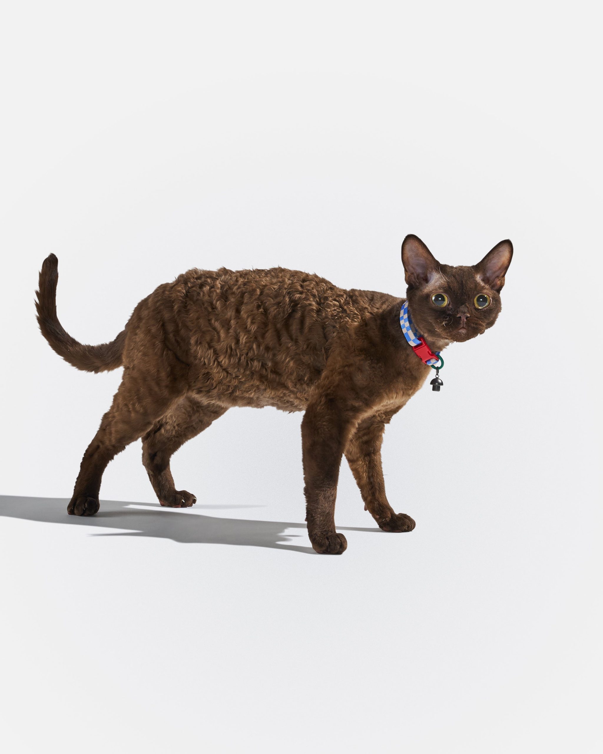 WO_VM_Cat_BreakawayCollar_Retro_OnCat_PDP_03_4x5_Web.jpg