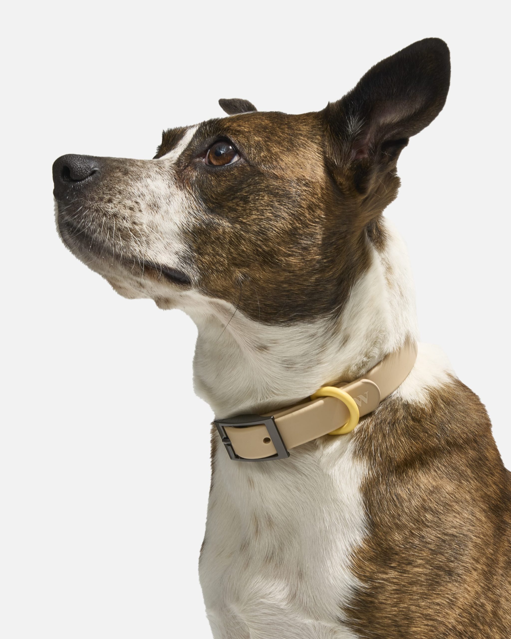 WO_VM_Collar_Retro_OnDog_PDP_02_4x5_Web.jpg
