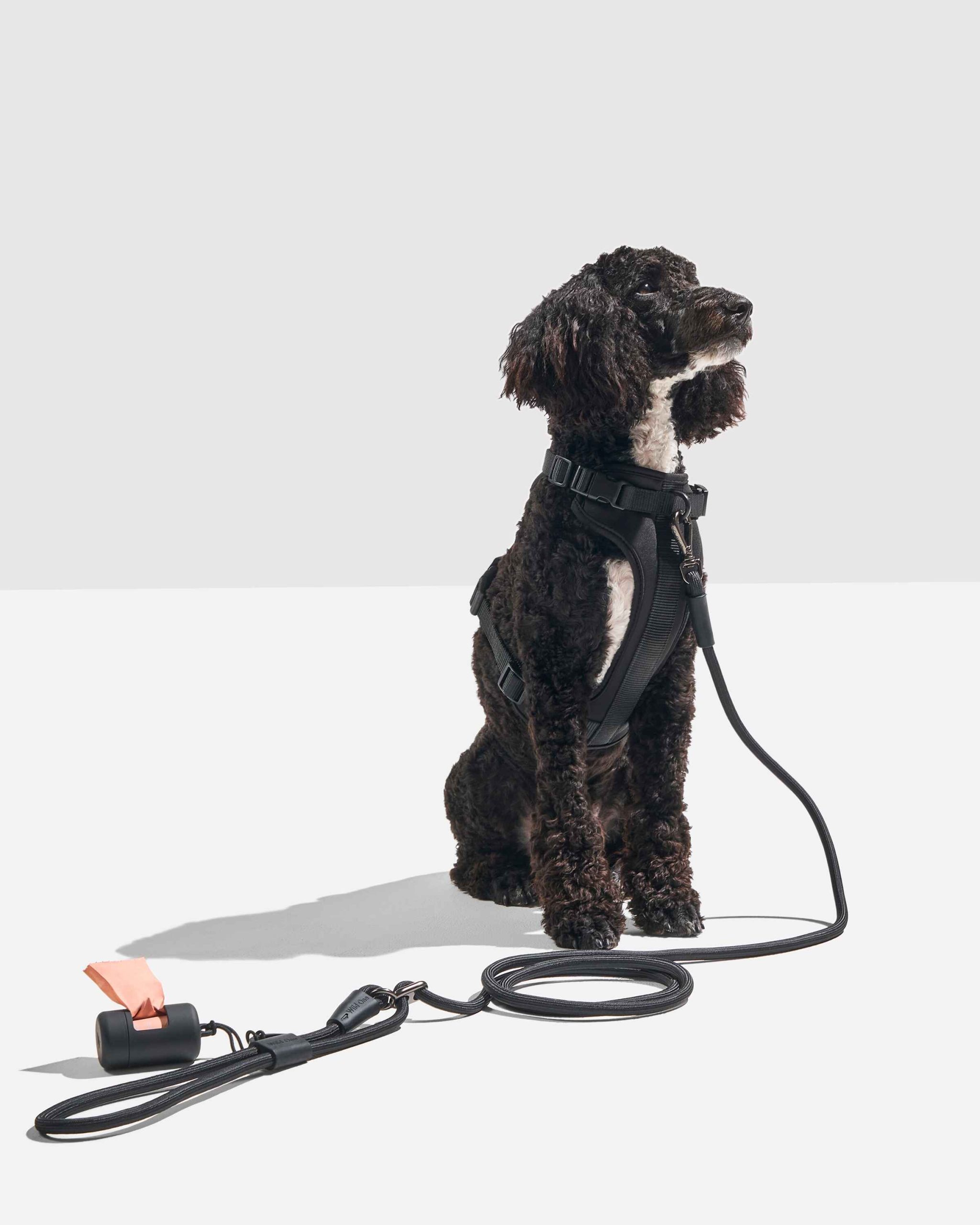 WO_VM_RopeLeash_WalkKitHarness_Black_OnDog_PDP_02_4x5_Web.jpg