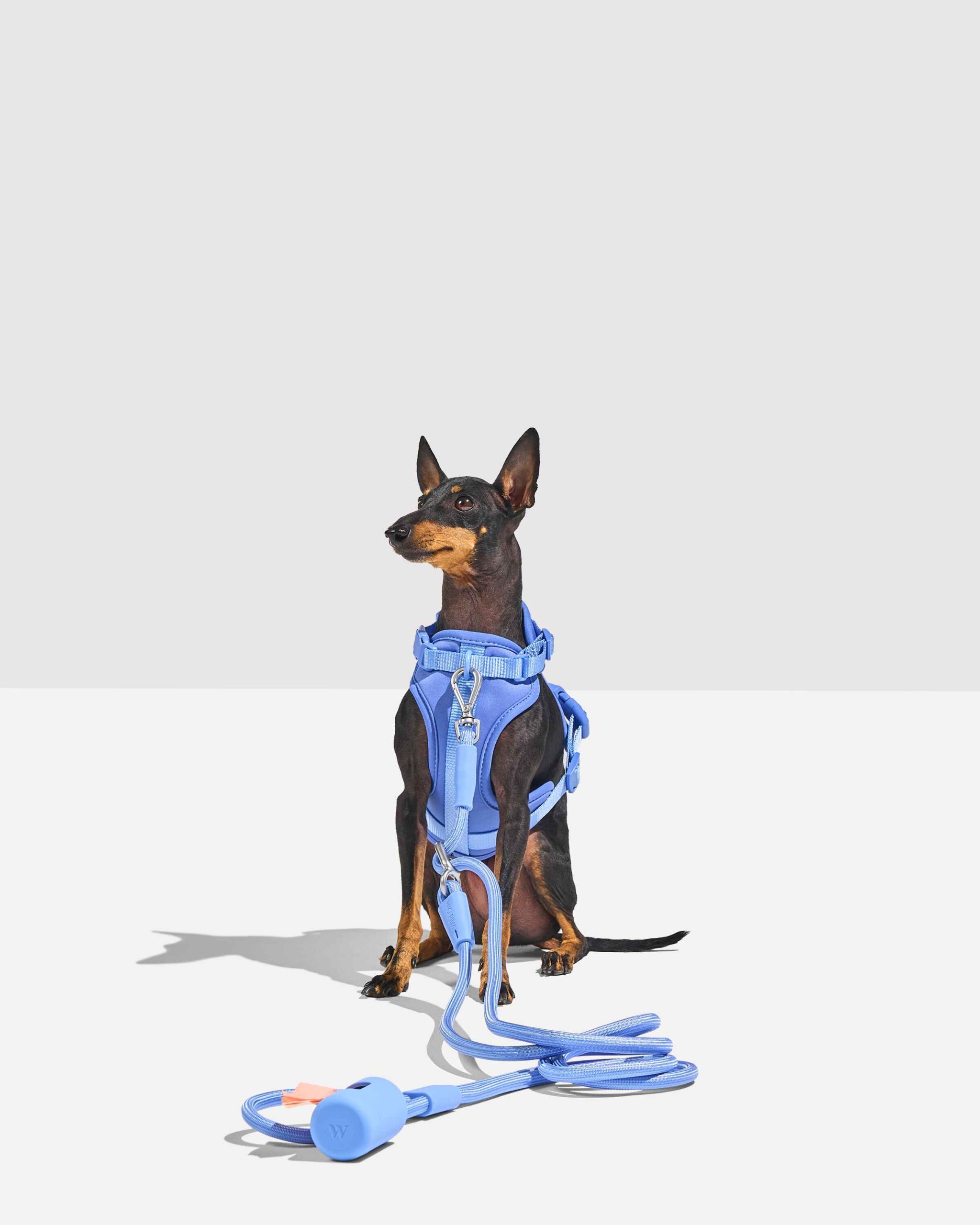 WO_VM_RopeLeash_WalkKitHarness_Moonstone_OnDog_PDP_02_4x5_Web.jpg