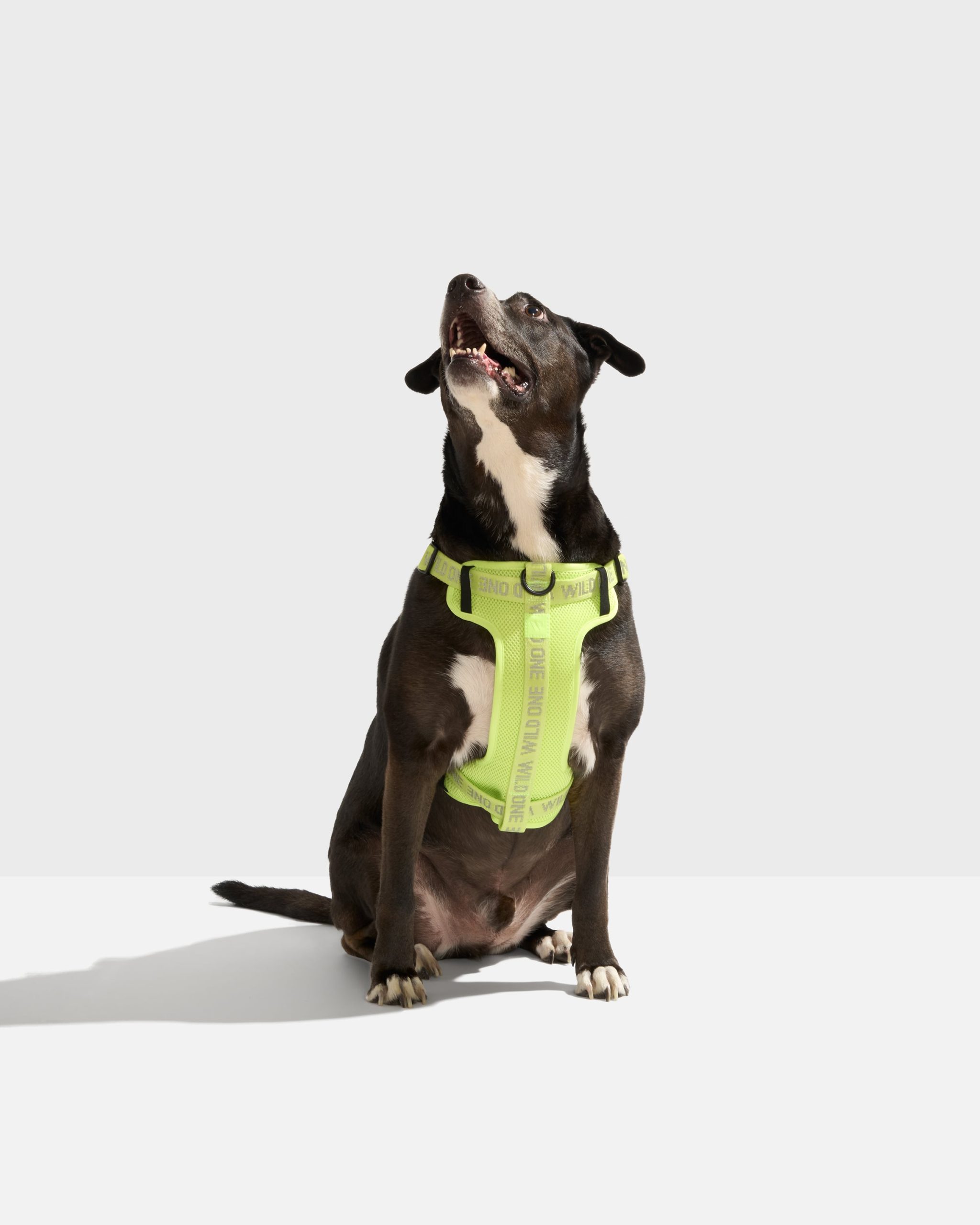 WO_VM_StepInHarness_Air_LimeadeReflective_L_OnDog_PDP_01_4x5_Web.jpg