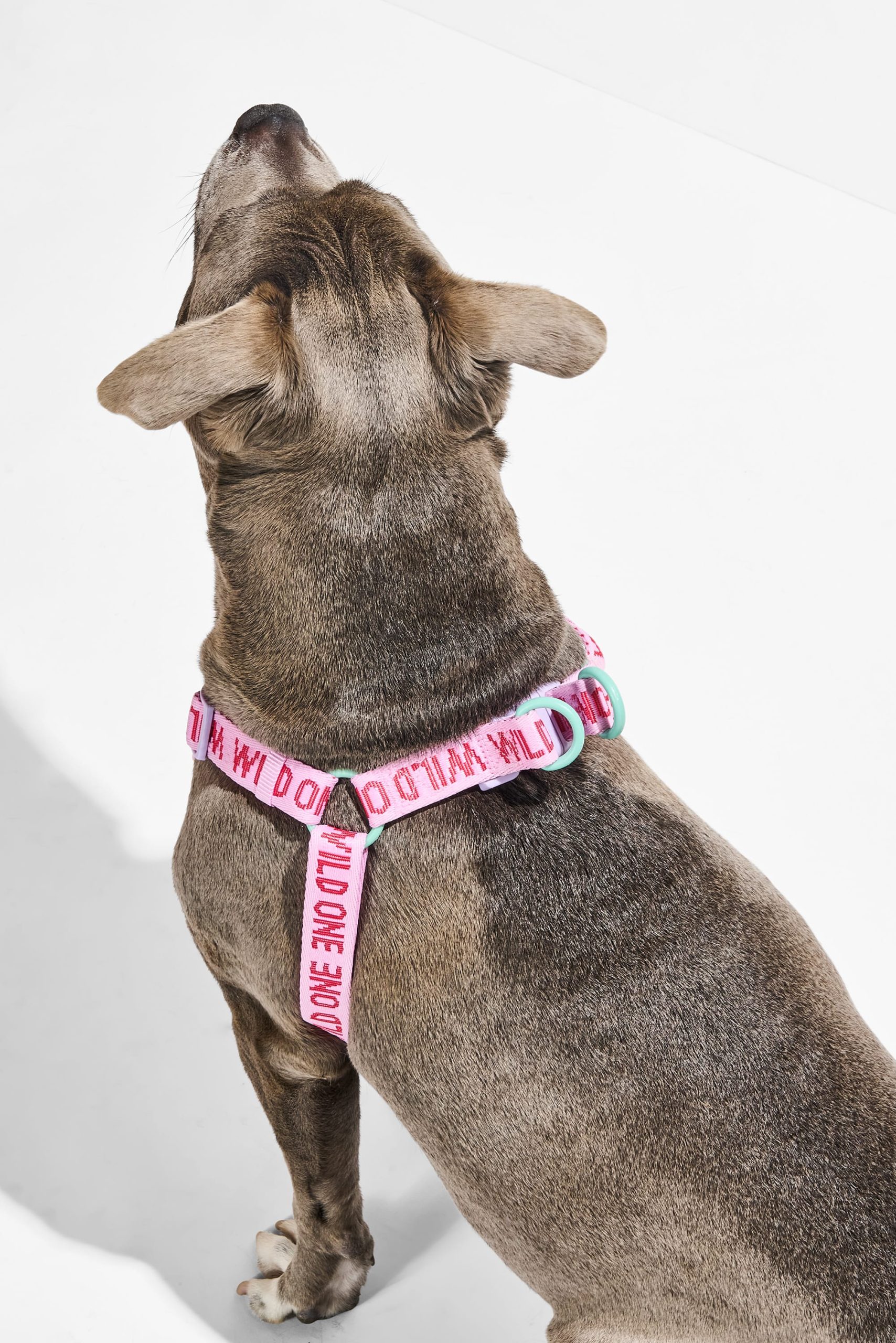 WO_VM_StepInHarness_Bubblegum_OnDog_AirCollection_PDP_02_4x5_Web.jpg