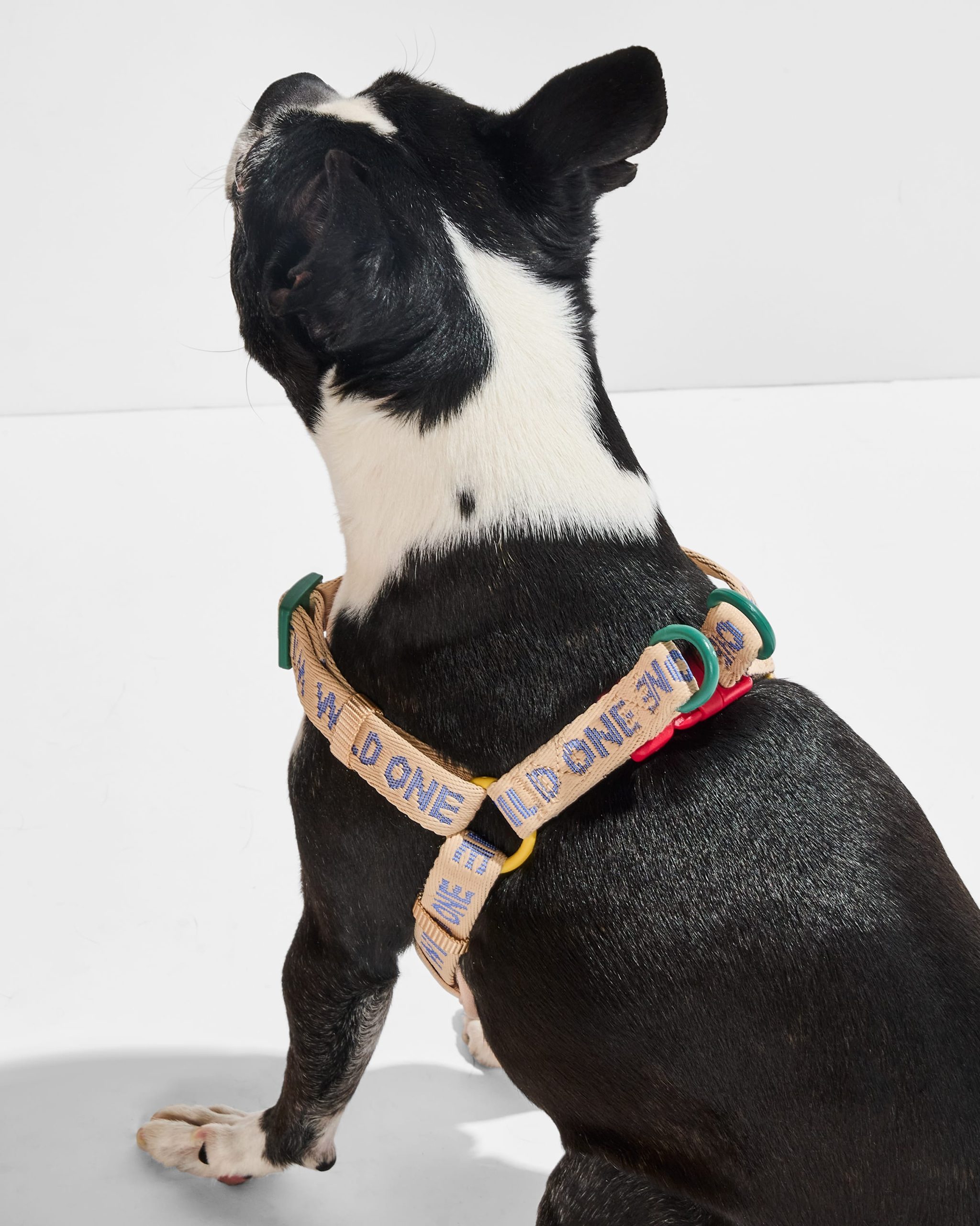 WO_VM_StepInHarness_Retro_OnDog_AirCollection_PDP_05_4x5_Web_1.jpg