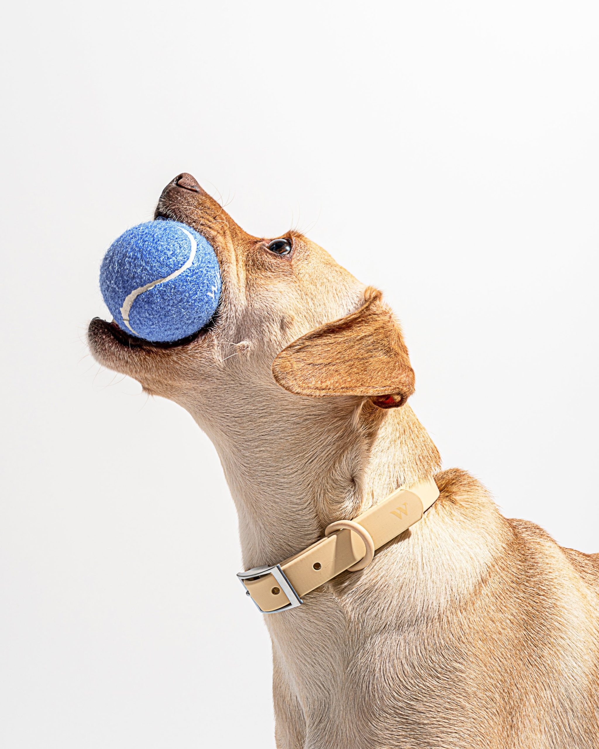 WO_VM_Studio_PDP_TennisBall_Moonstone_Dog_01_Print-521505.jpg