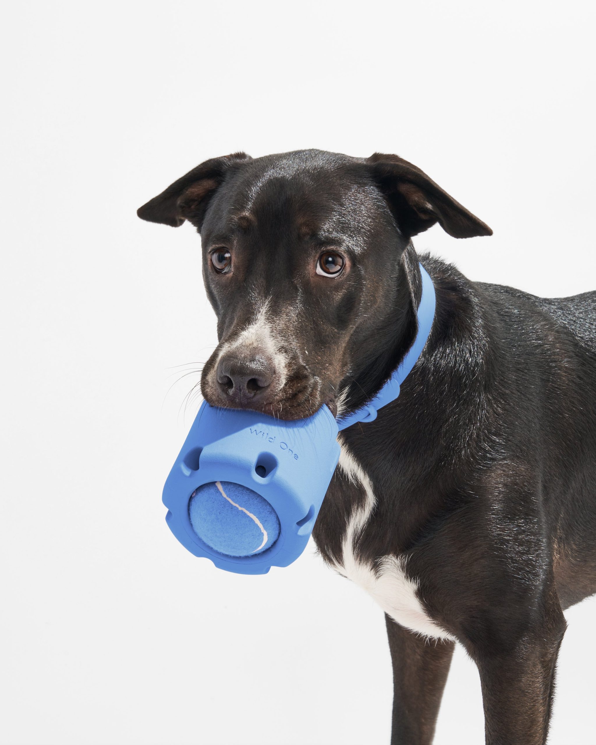 WO_VM_Studio_PDP_Toys_TennisTumble_Moonstone_Dog_05_4x5_Web.jpg