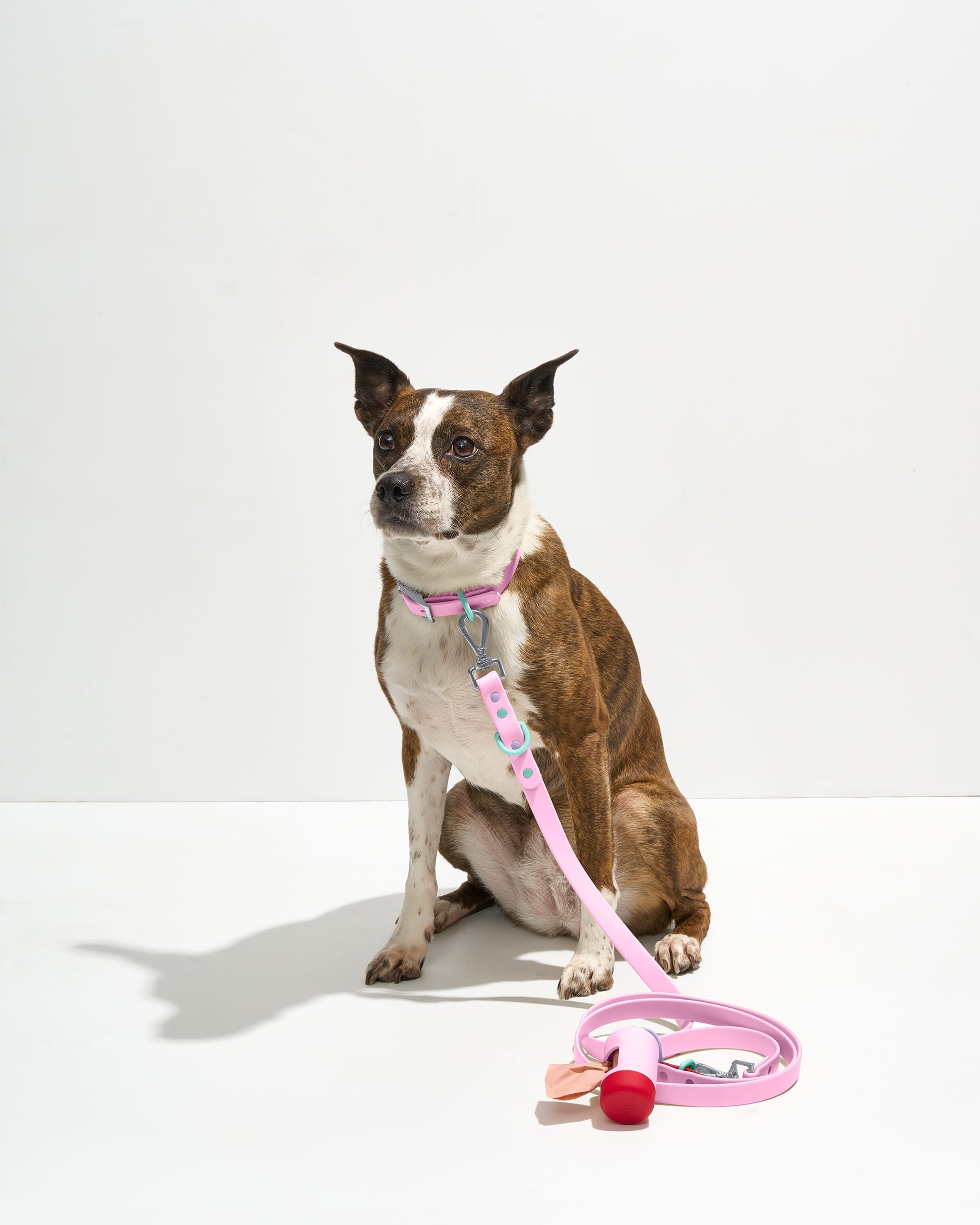 WO_VM_WalkKitCollar_Bubblegum_OnDog_PDP_02_4x5_Web.jpg