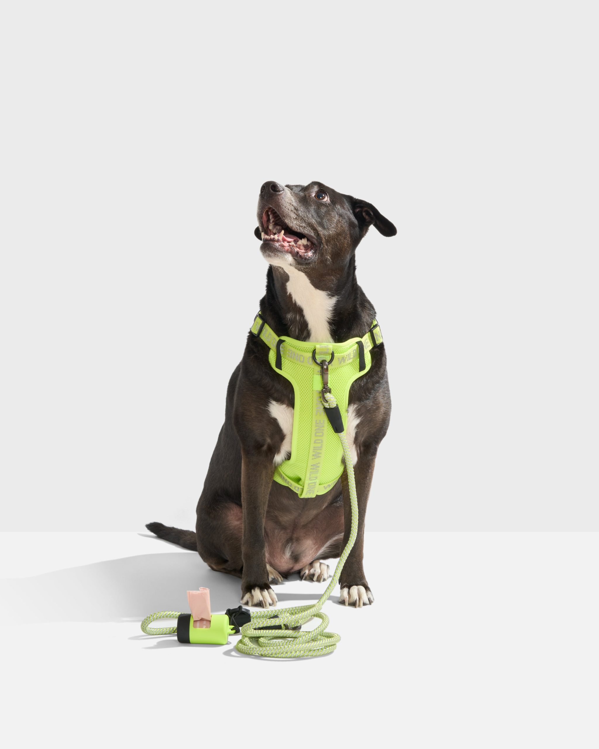 WO_VM_WalkKitHarness_Air_LimeadeReflective_L_OnDog_PDP_01_4x5_Print.jpg