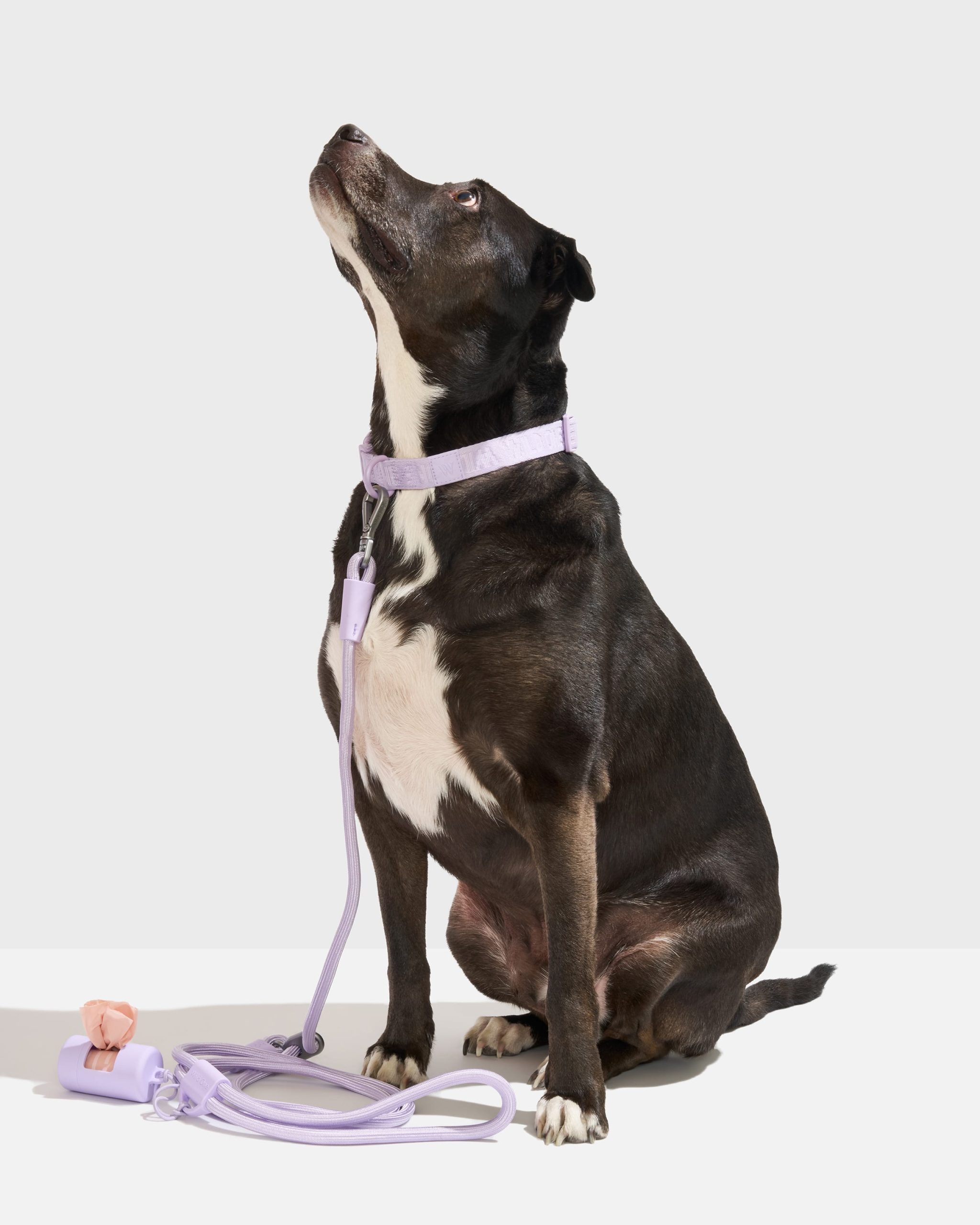 WO_VM_WalkKit_AirCollar_RopeLeash_Lilac_L_Dog_PDP_01_4x5_Web.jpg