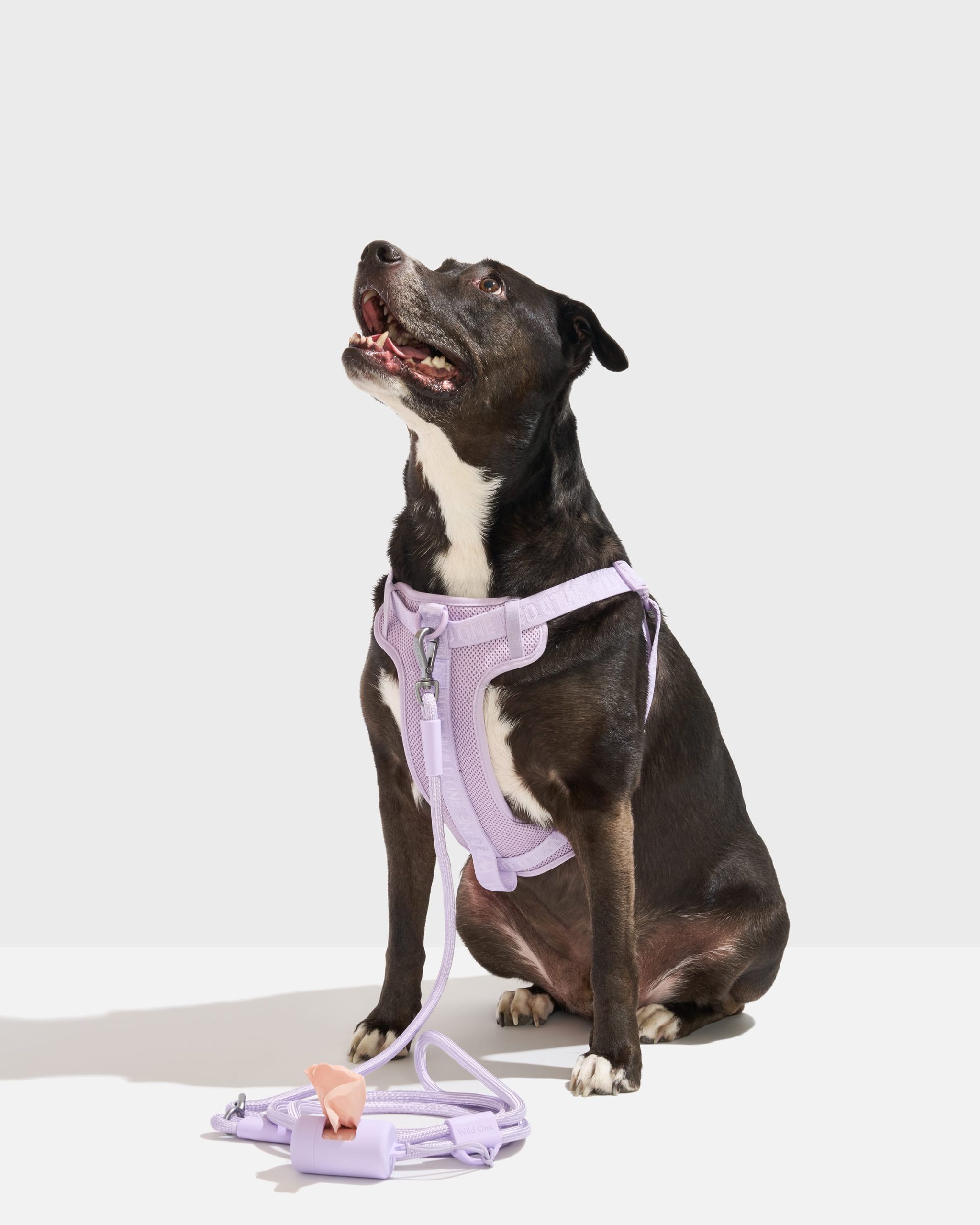 WO_VM_WalkKit_StepInHarness_RopeLeash_Lilac_L_Dog_PDP_01_4x5_Web.jpg