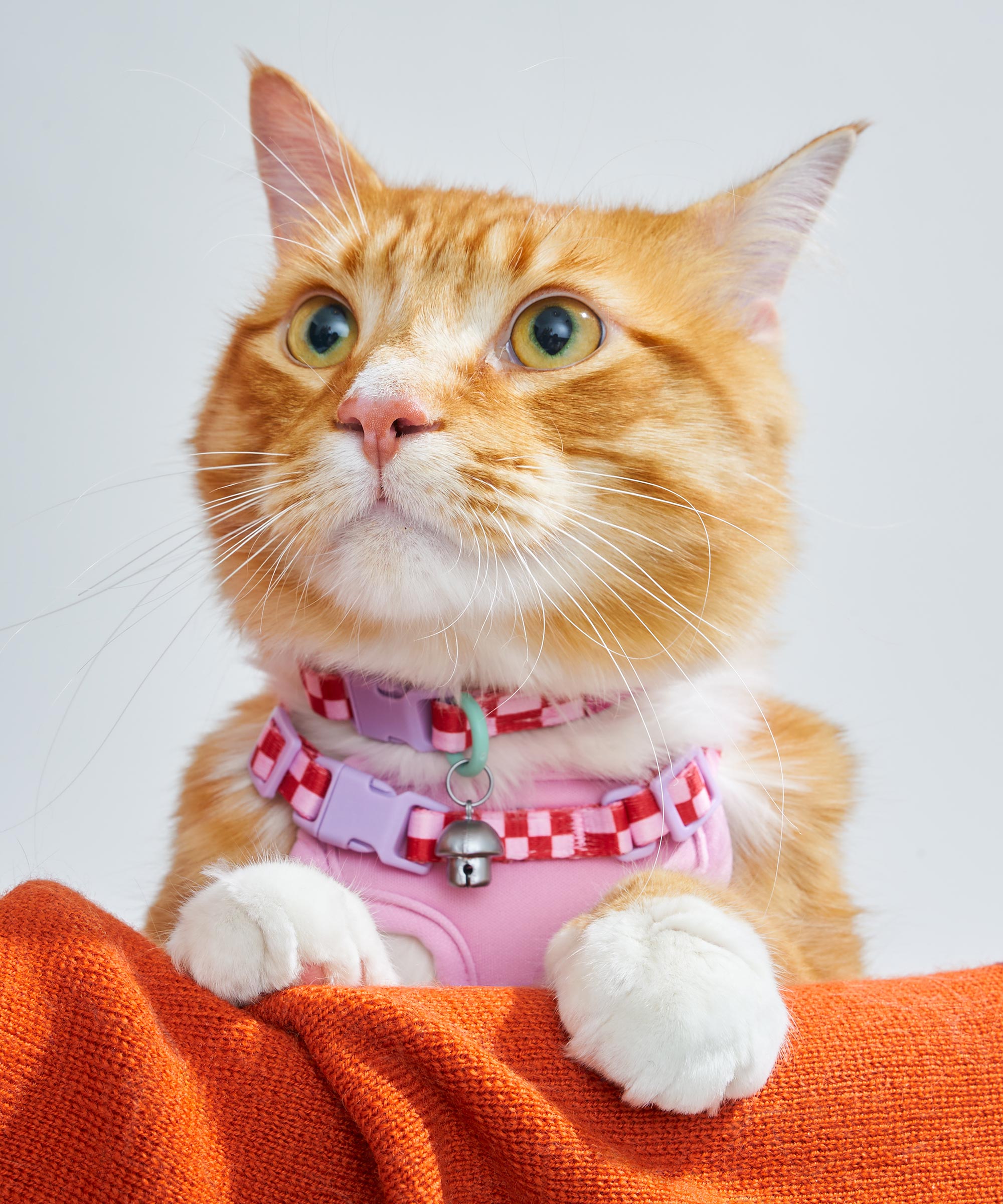 wo_pdp_breakaway-cat-collar_key-features_bell_02.jpg