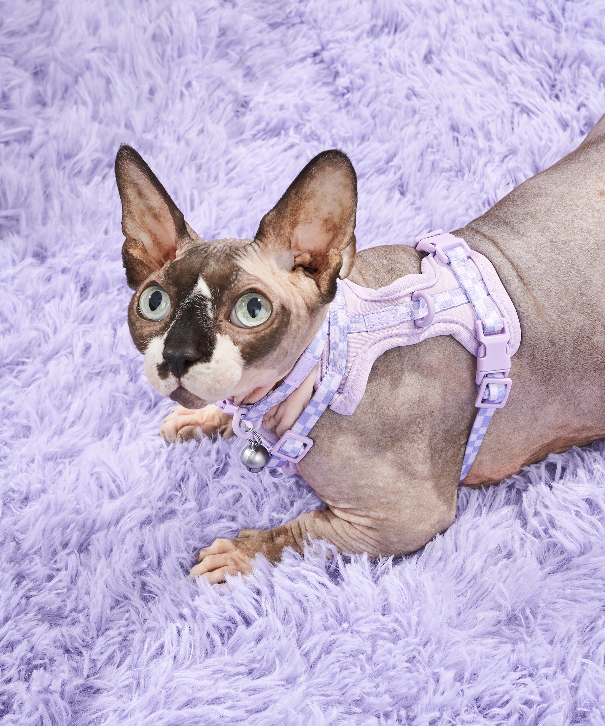 wo_pdp_cat-harness-leash-kit_campaign_02.jpg