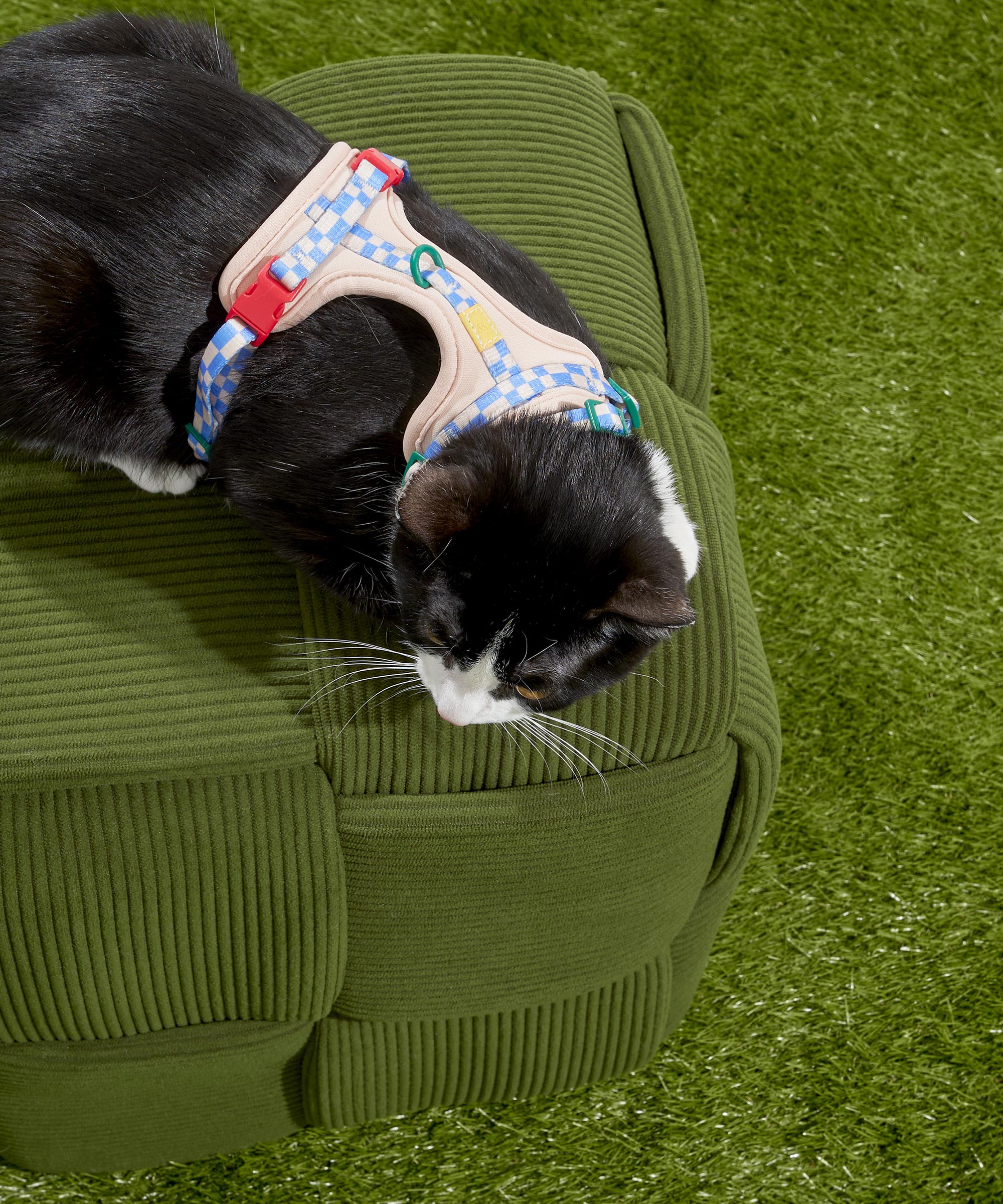 wo_pdp_cat-harness-leash-kit_campaign_03.jpg